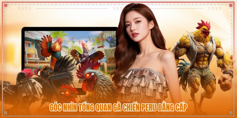 Góc nhìn tổng quan gà chiến Peru đẳng cấp Góc nhìn tổng quan gà chiến Peru đẳng cấp